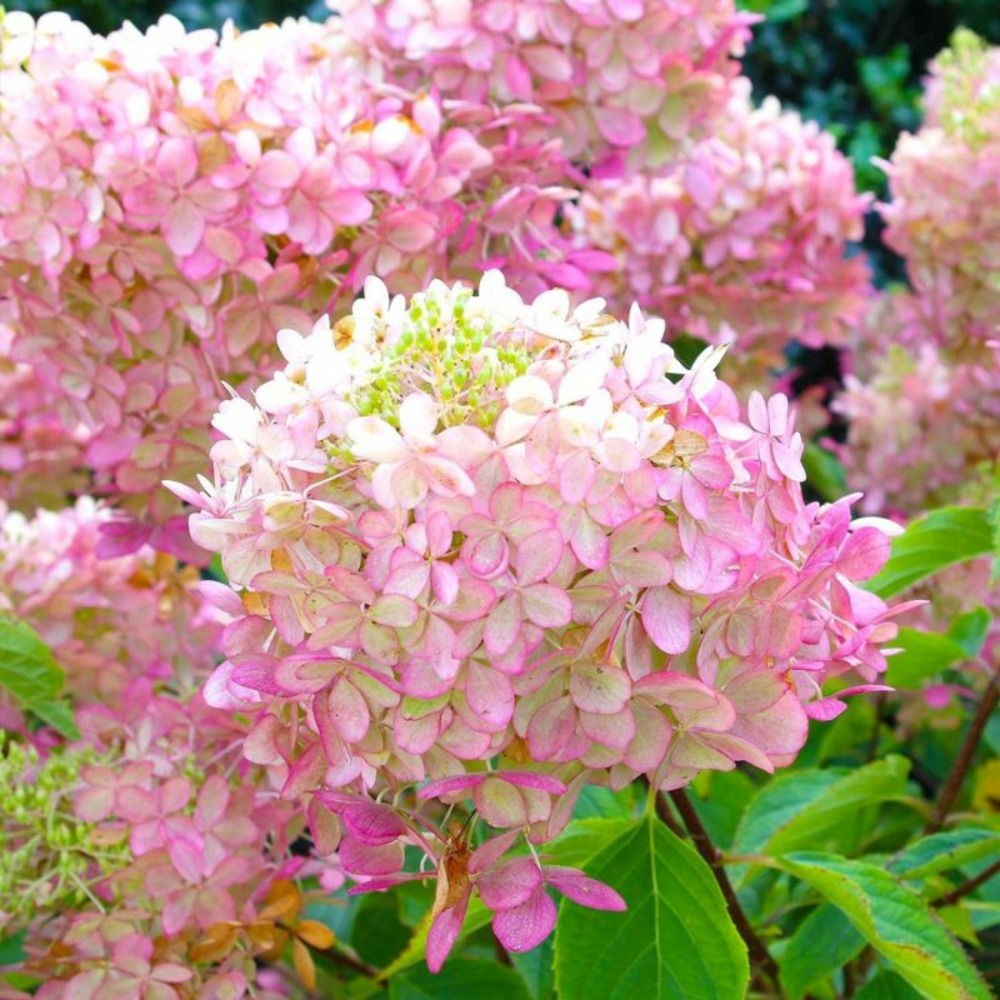 Hortensia PaniculÃ© 'Pink Diamond' (HydrangâŠ