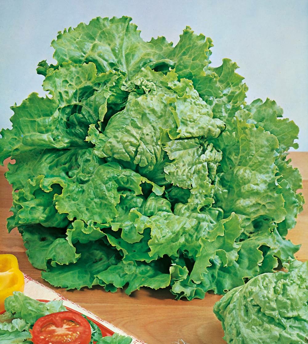 Laitue batavia reine des glaces bio - 3 g