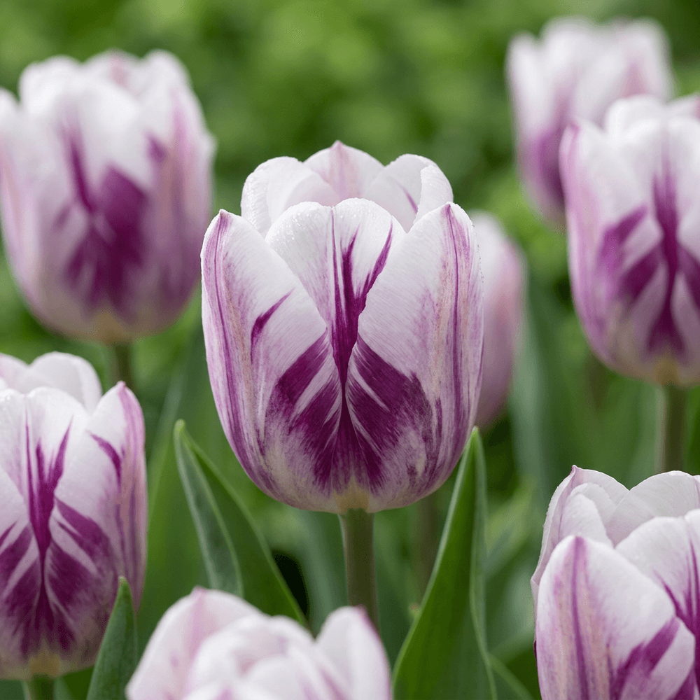 Tulipe 'flaming flag' (tulipa) - floraison printanière - calibre 11/12 - 60 bulbes