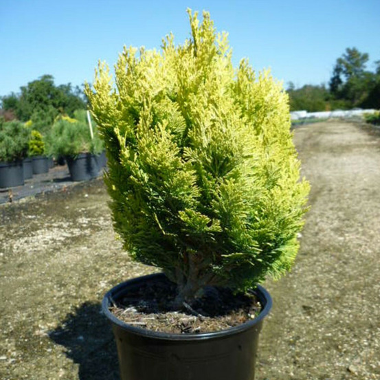 Genévriers gold coast pot de 3l - 20/40 cm