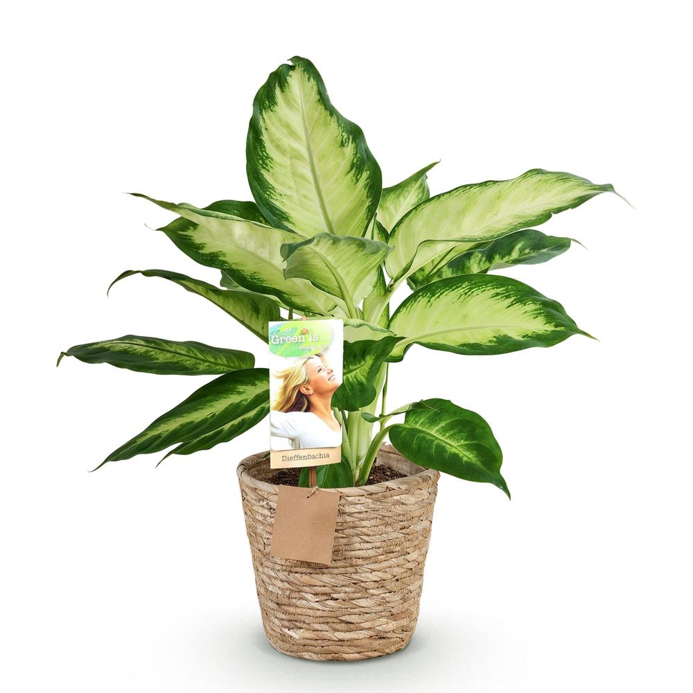 Diefenbachia camilla - dieffenbachia - pot de 17cm - hauteur 45-50cm - plantes d'intérieur