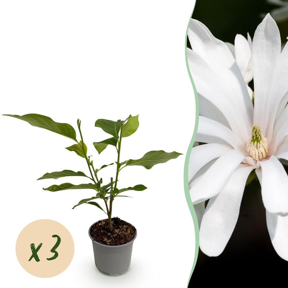 Magnolia 'royal star' - lot de 3 - pot 12 cm - hauteur 30 cm - plante d'extérieur