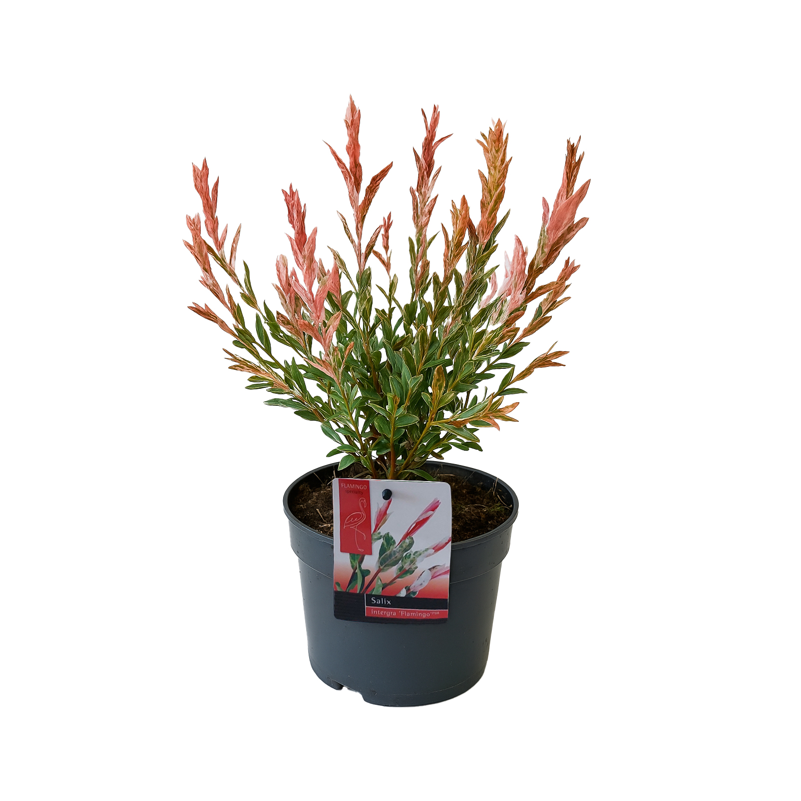 Salix integra flamingo - saule panaché - plantes de jardin - rustique - hauteur 30-40 cm - pot 12 cm