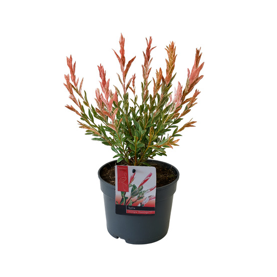 Salix integra flamingo - saule panaché - plantes de jardin - rustique - hauteur 30-40 cm - pot 12 cm