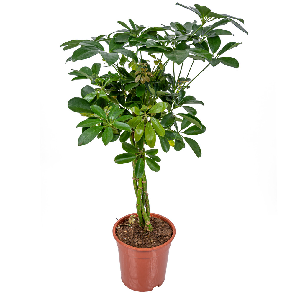 Schefflera arboricola - arbre ombrelle - plantes d’intérieur - hauteur 60-80 cm - pot 19 cm