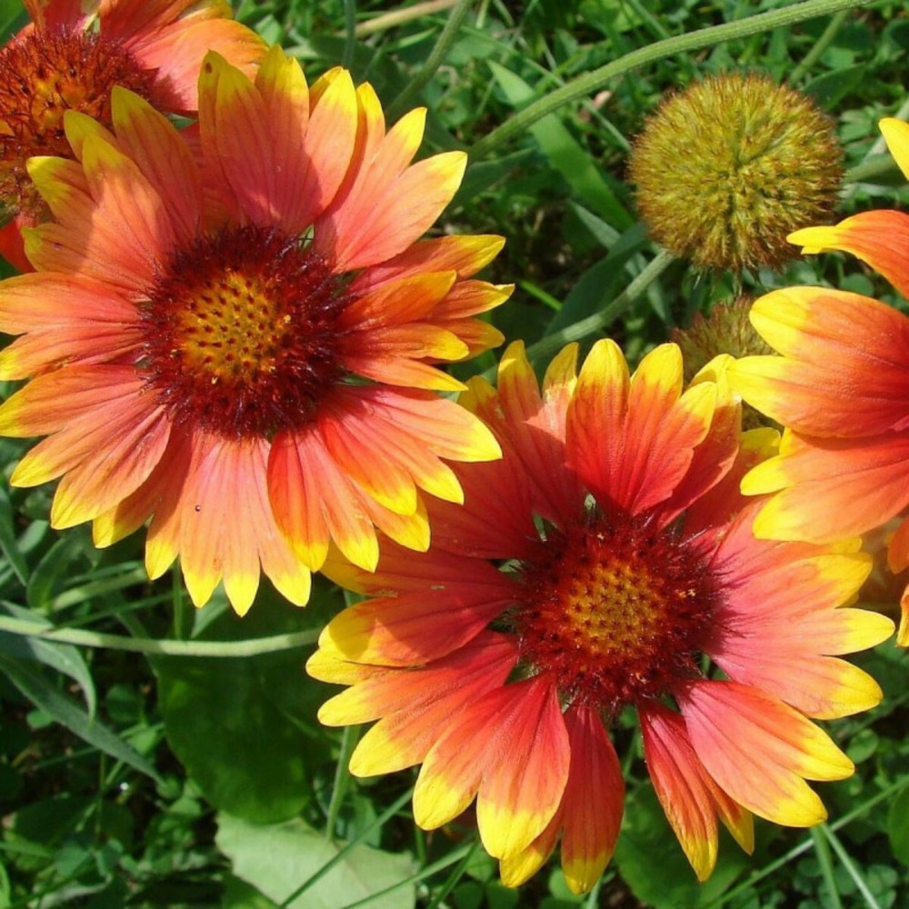 Gaillarde dazzler godet - 5/20 cm