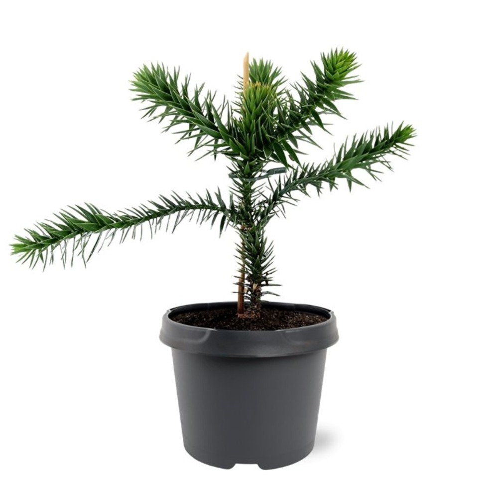 Sapin d'ornement du chili sapin des andes araucaria araucana plant en pot de 19 cm