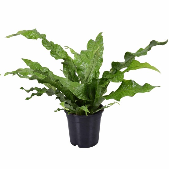 Microsorum diversifolium - h45 cm - ø17 cm