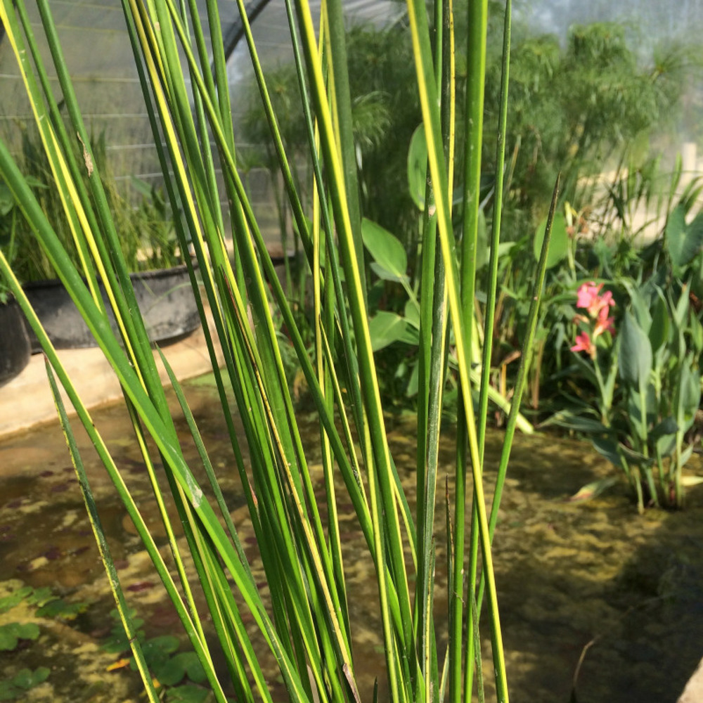 Lot de 3 - Baumea rubiginosa - godet 8 (8cm x 8cm x7cm, 300 ml) hauteur 70 cm