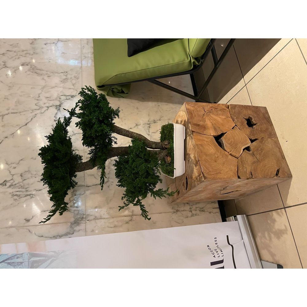BonsaÃ¯ procumbens satbilisÃ© 50 cm