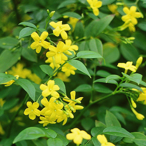 Jasmin primevère gold touch® godet