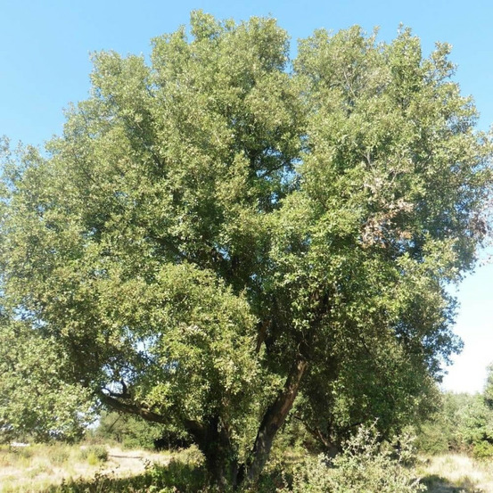 Chêne vert, quercus ilex, yeuse pot de 7,5l - 60/80 cm