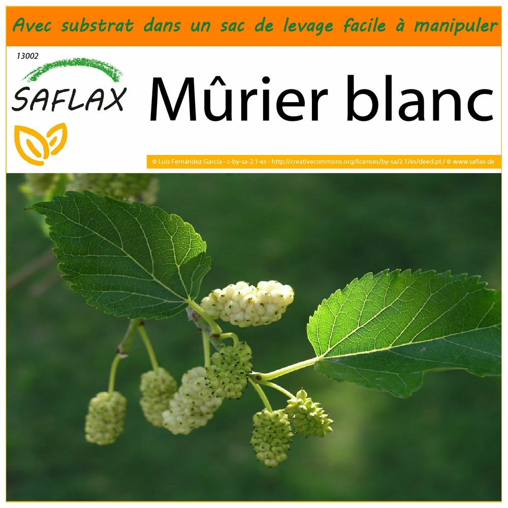 Garden in the bag - mûrier blanc - 200 graines - morus alba