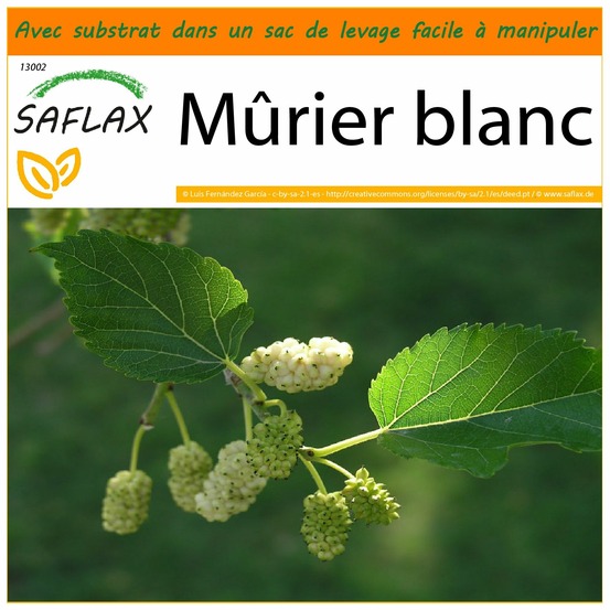 Garden in the bag - mûrier blanc - 200 graines - morus alba