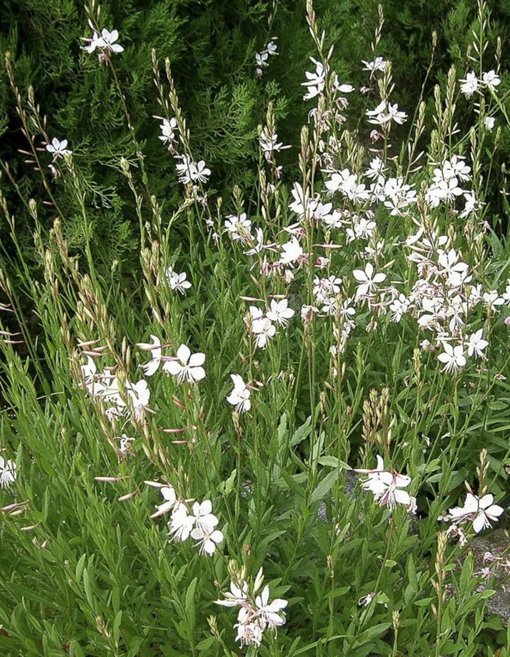 Gaura de lindheimer 'blanche' godet de 7/8 cm