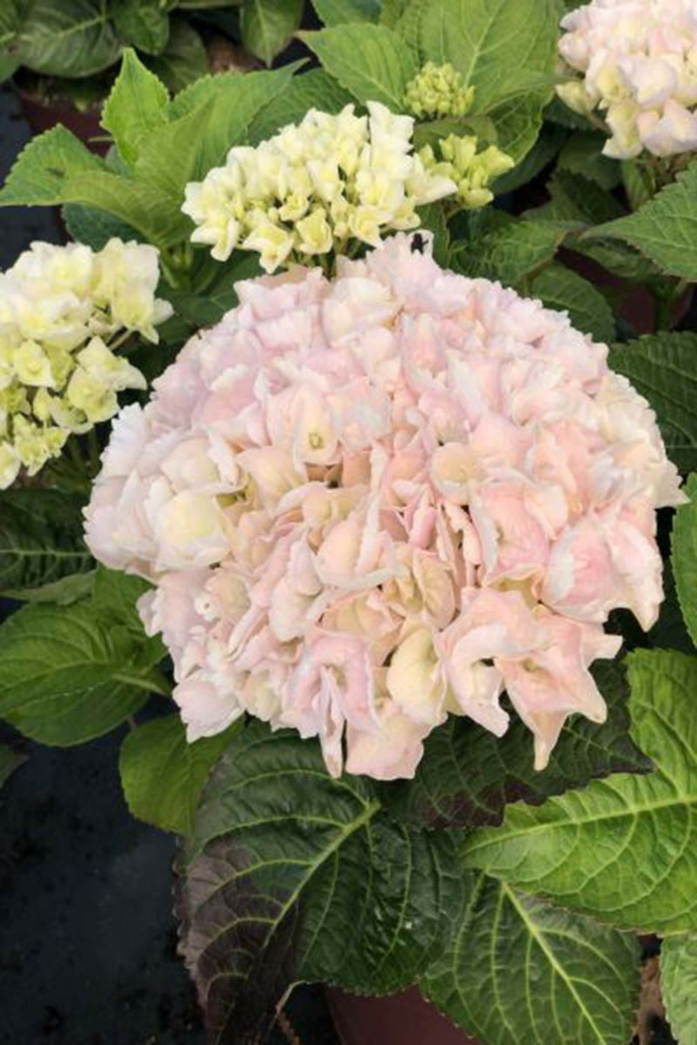 Hortensia rembrandt ? 'elegant rosa' - en pot de 5 litres