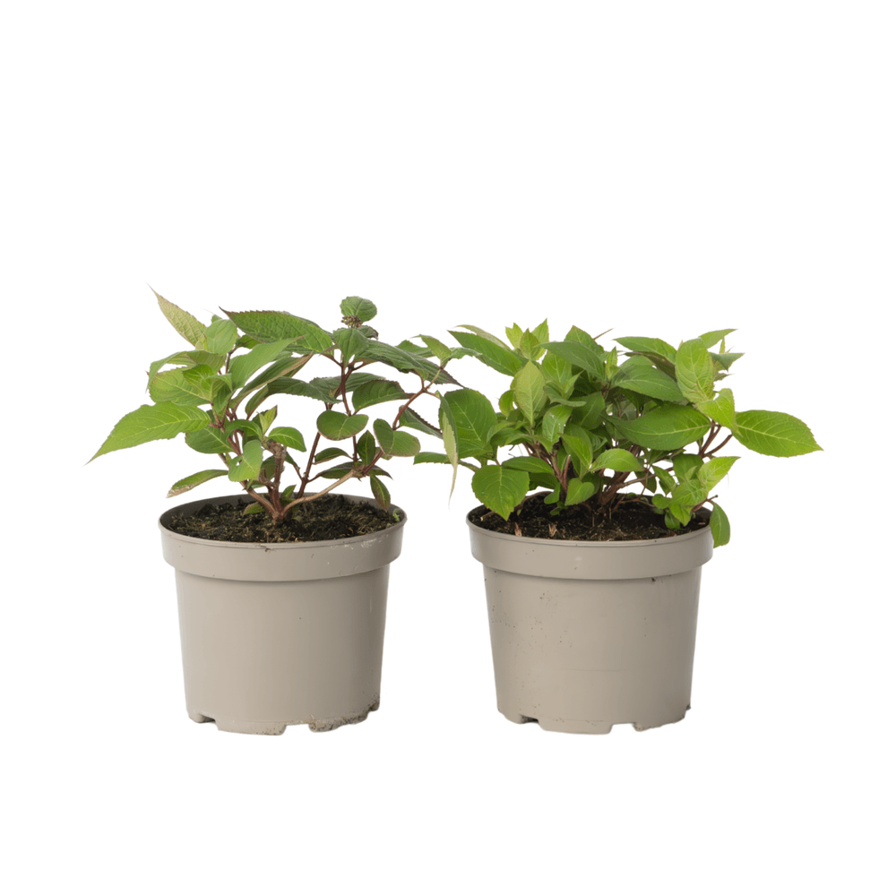 Hortensia - set de 2 - hydrangea 'magic sunset' - hauteur 25-40cm ...