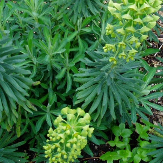 6 x euphorbe des vallons - euphorbia characias 'humpty dumpty' - godet 9cm x 9cm