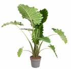 Alocasia 'portodora' - plante d'intérieur xxl - pot 32cm - hauteur 110-120cm