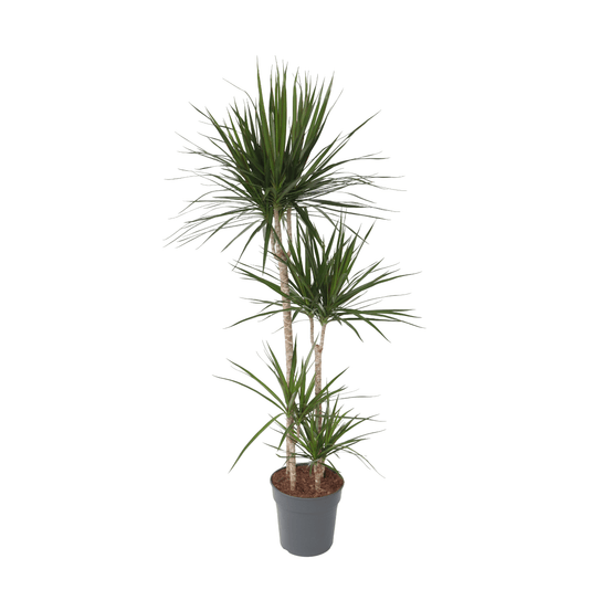 Dragonnier - dracaena marginata - hauteur 150-160cm - ⌀27cm