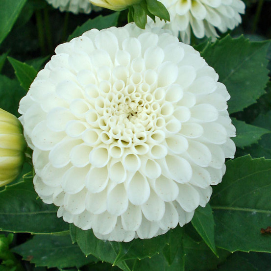 Dahlia pompon 'snow cap' bulbe calibre i