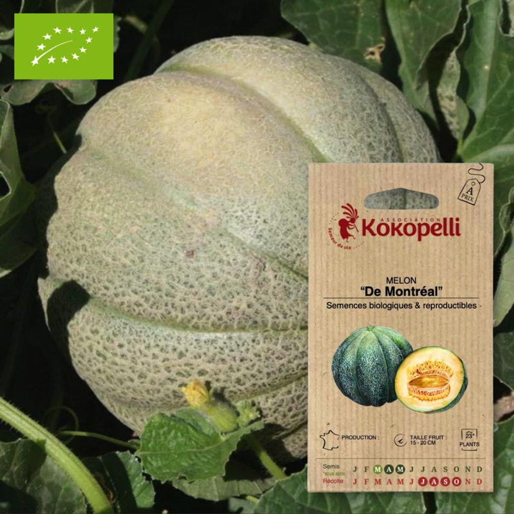 Melon de montréal- graines bio à semer