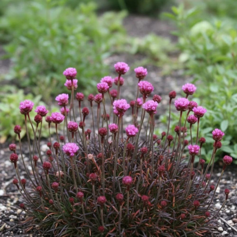 Gazon d'espagne rubrifolia lot de 5 godets