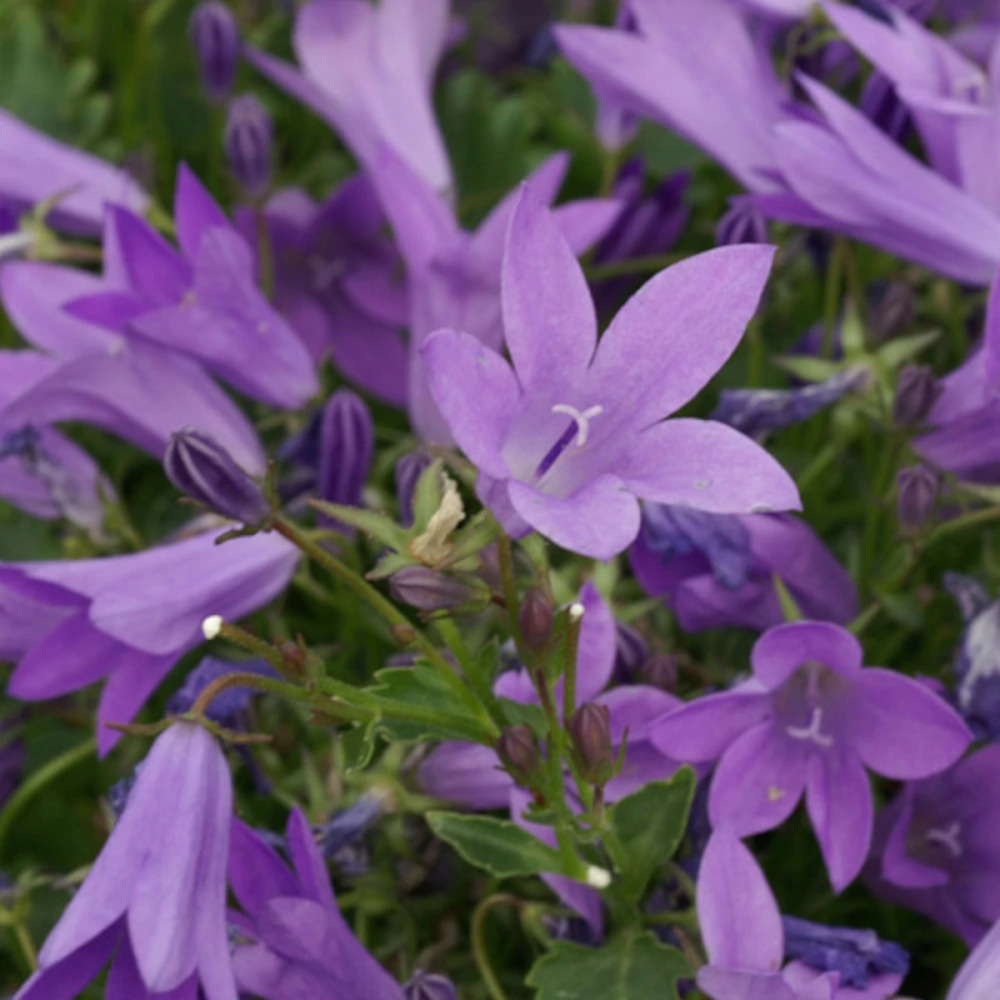 Campanule des murets birch hybrid, campanule des murs godet - 5/20 cm