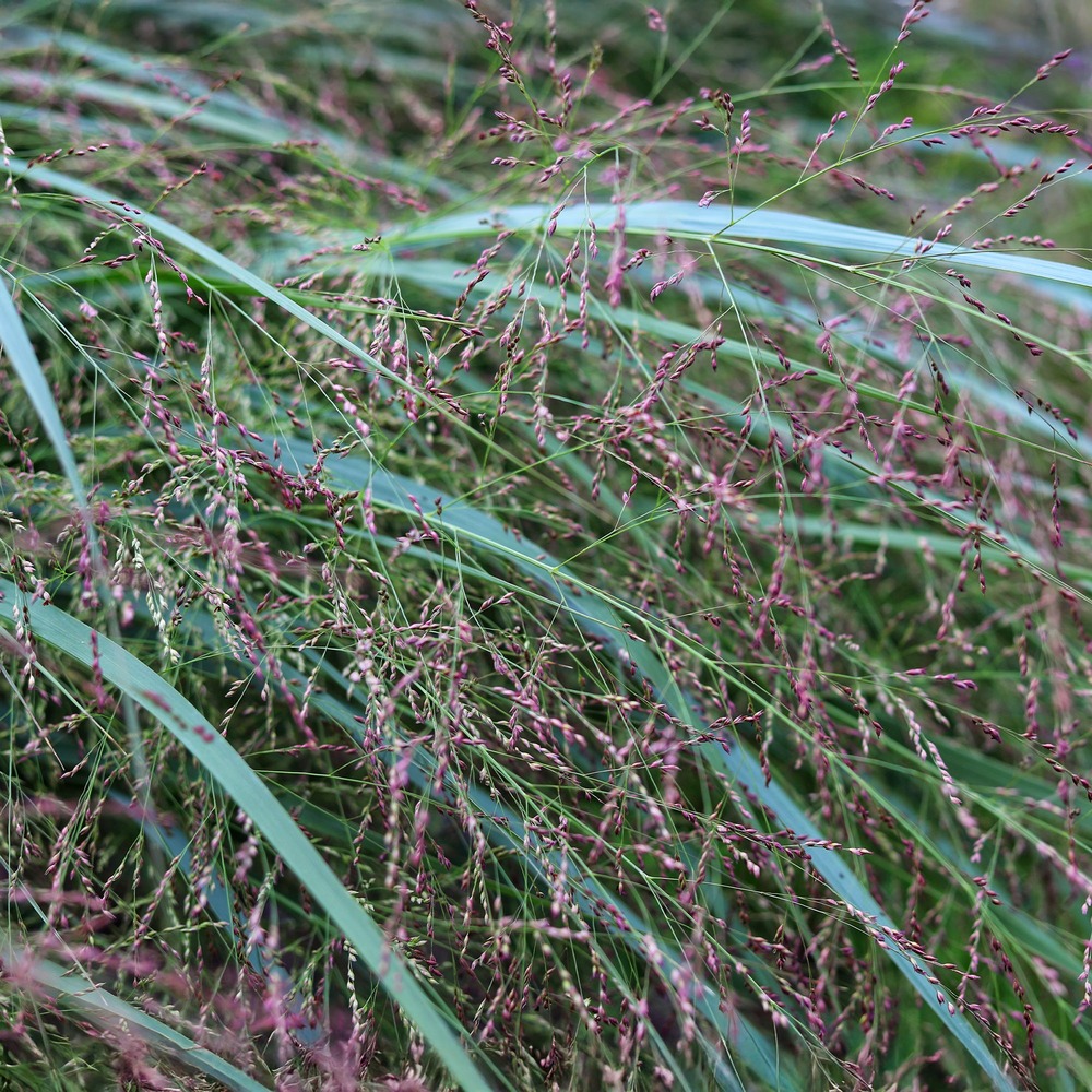 Panic érigé squaw - le pot / ø 9cm