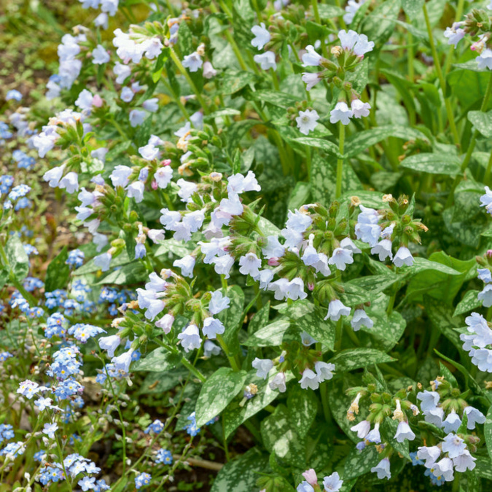Pulmonaire ocupol opal - le pot / ø 9cm