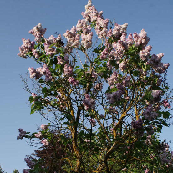 Lilas commun 'katherine havemeyer' pot de 3l/4l