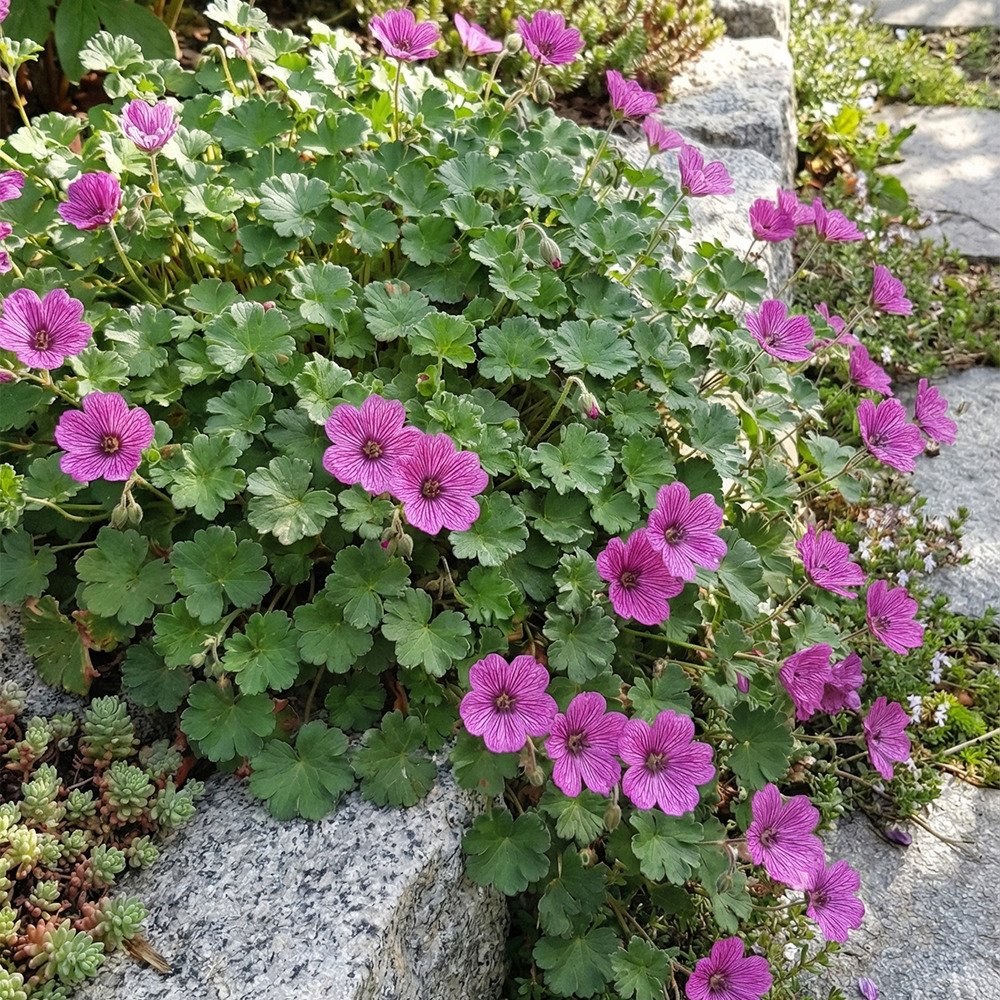 Lot de 6 - erodium variabile 'bec d'évêque' - h. 10-20 cm