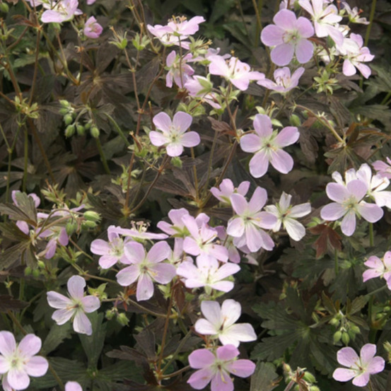 Géranium vivace espresso lot de 5 godets