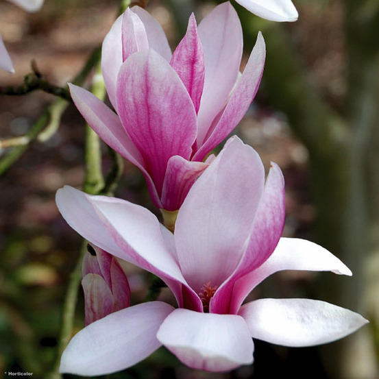 Magnolia x soulangiana pot de 7,5l/10l