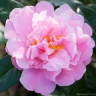 Camellia x 'el dorado':pot 15l