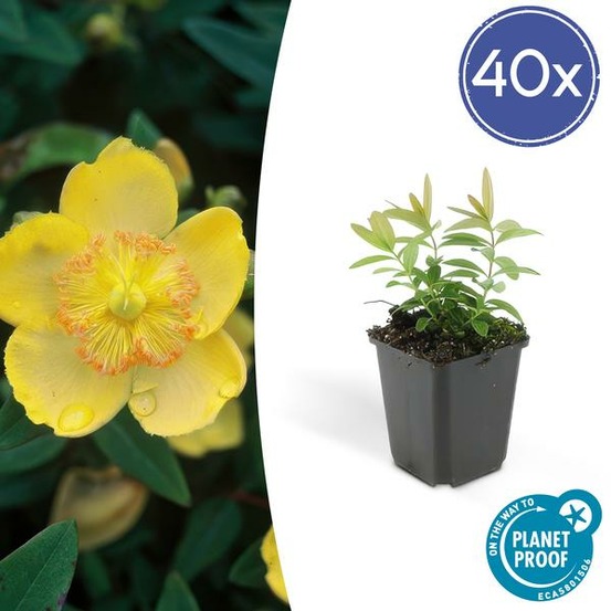 Millepertuis à grandes fleurs x40 – entre 2,5 et 3,33m2