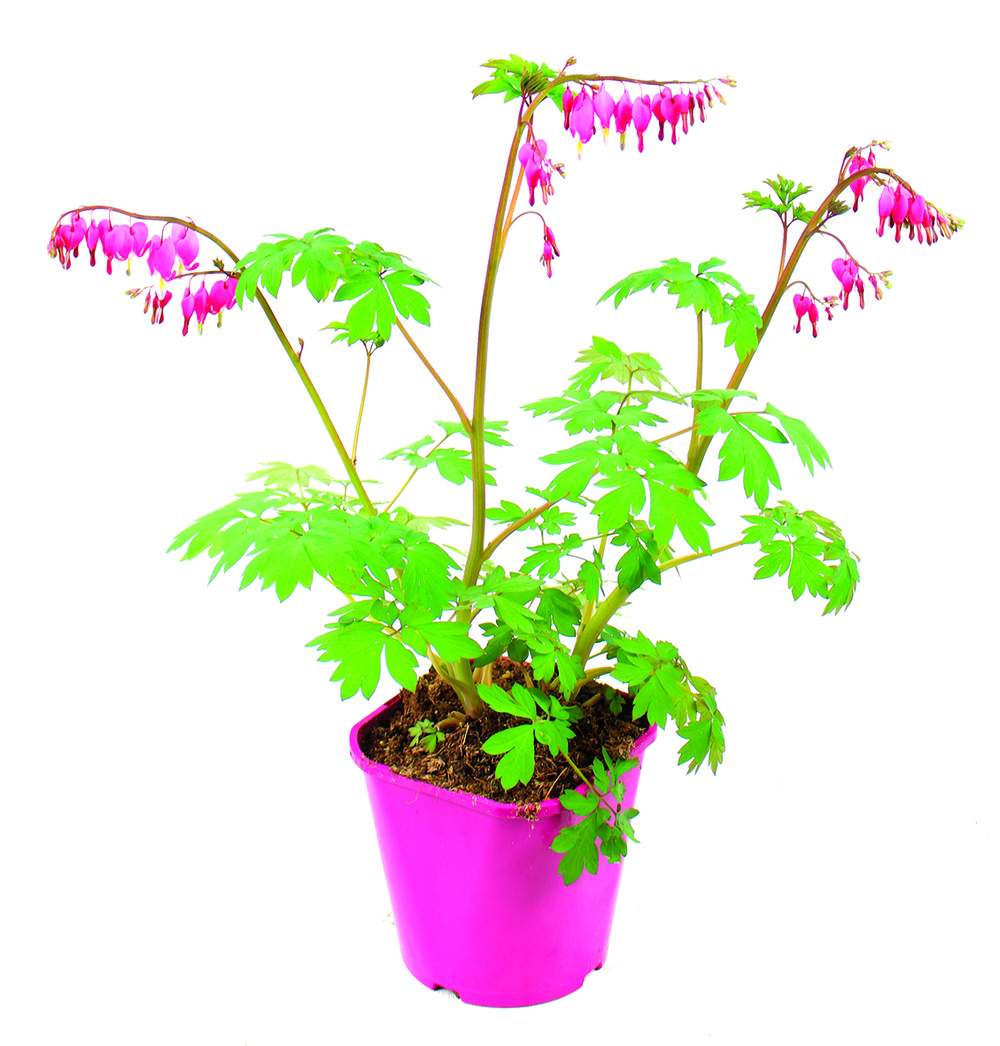 Dicentra spectabilis pot 2 l