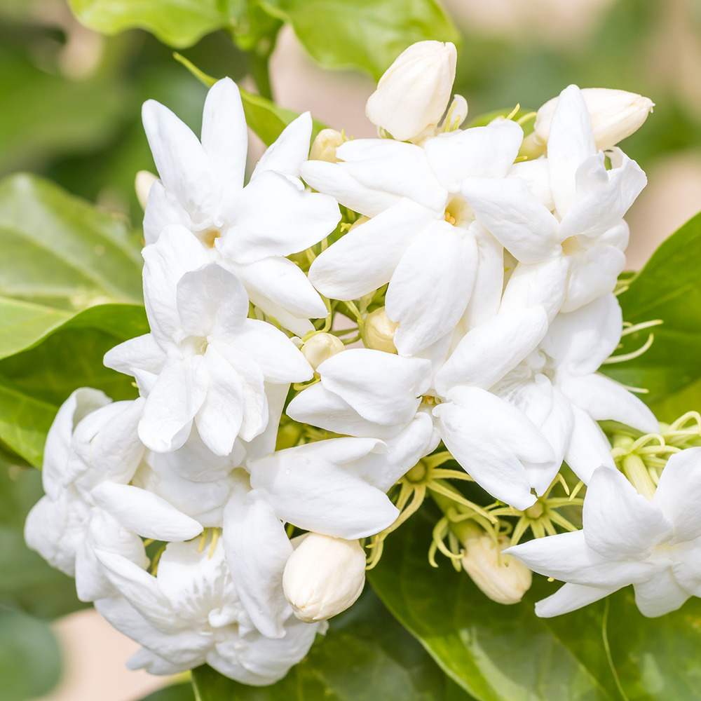 Jasmin d'arabie pot de 2l/3l