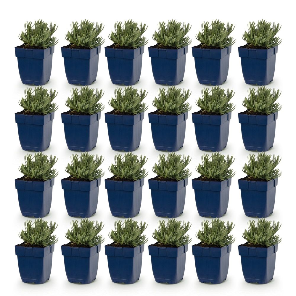 Lavande 'dwarf blue' - lot de 24 - pot 11 cm - hauteur 25 cm - plante d'extérieur
