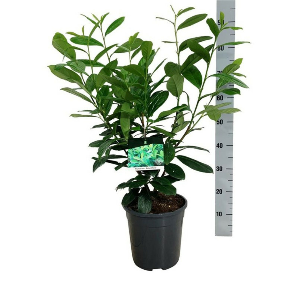 Laurier-cerise rotundifolia 50/60cm pot 6l - prunus laurocerasus rotundifolia