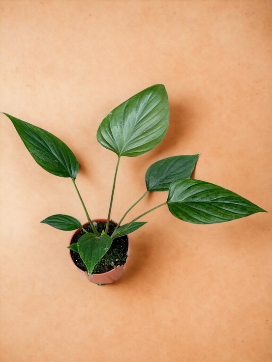 Homalomena rubescens black