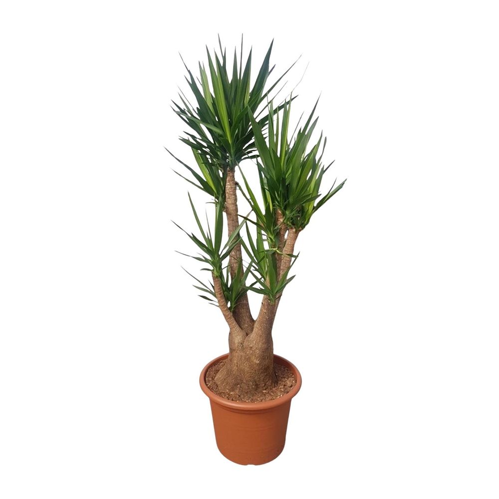 Yucca elephantipes ramifiée - plantes d'intérieur