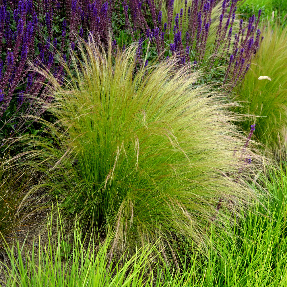 Lot de 3 - stipa tenuissima ponytails - herbe à plumes - h. 10-20 cm - p. 9x9 cm