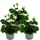 Géraniums debout - pelargonium zonale - pot 12cm - set de 3 plantes - blanc