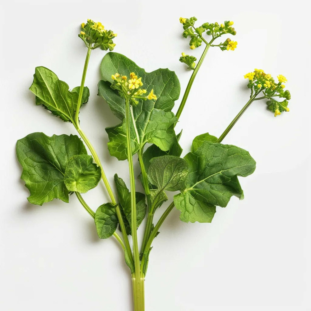 500 graines de moutarde noire - semisauvage permaculture