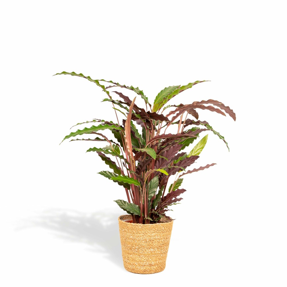 Calathea rufibarba et son panier naturel - h75cm, ø19cm - grande plante d'intérieur