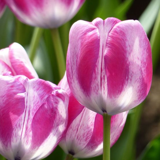 Tulipe triomphe 'hotpants' bulbe calibre 11+ (par 10)