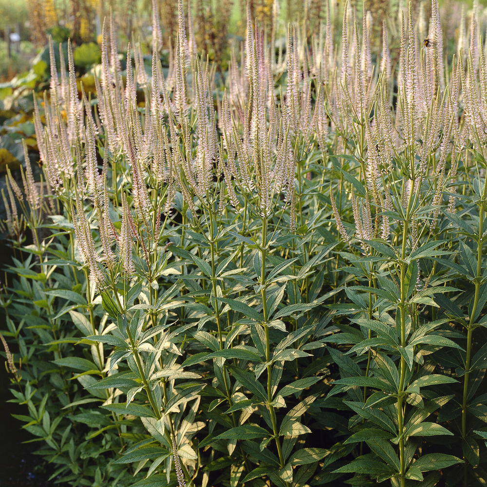 Véronique de virginie pink glow - le pot / ø 9cm