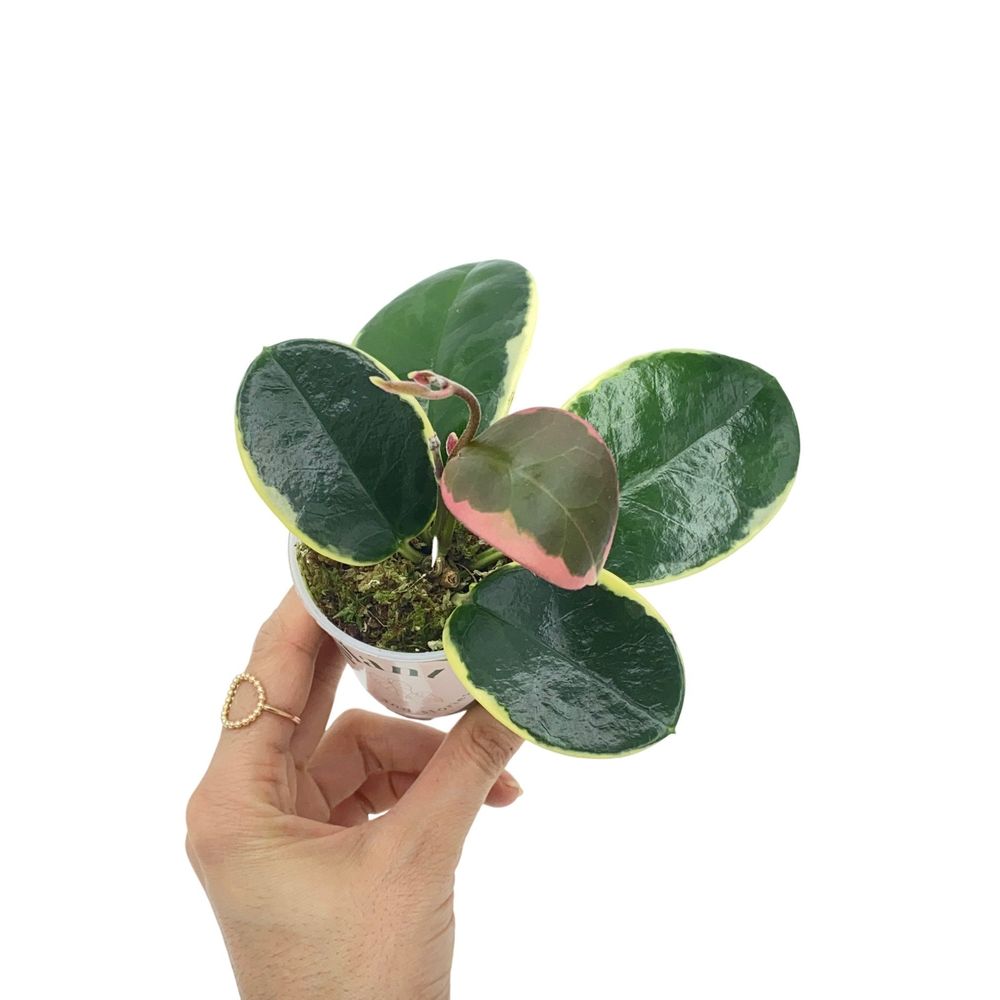 Hoya australis blondie - pot de 6cm