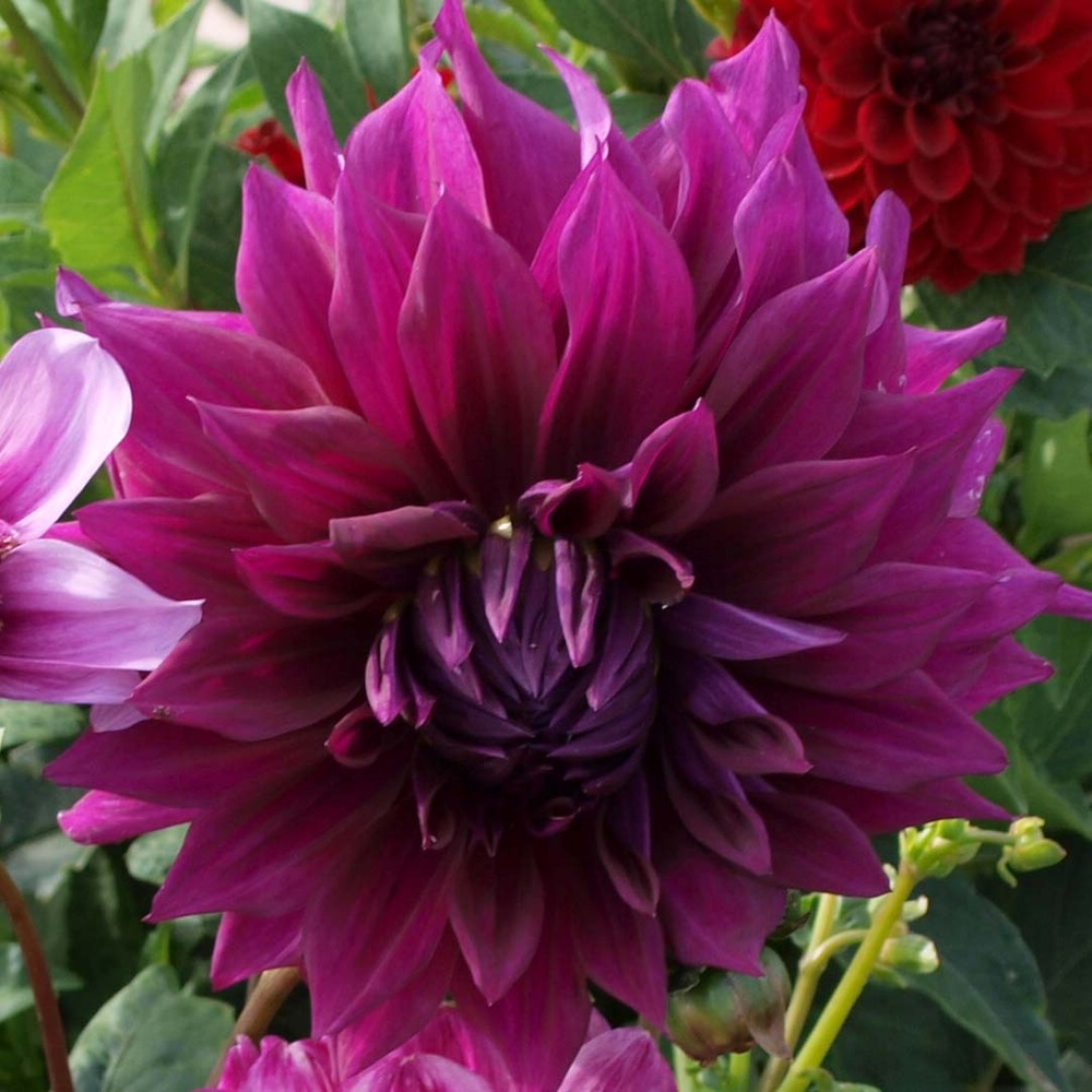Dahlia gpe géant décoratif 'thomas a. Edison' bulbe calibre i